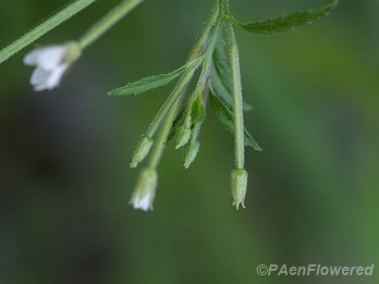Flower buds with flared sepal tips